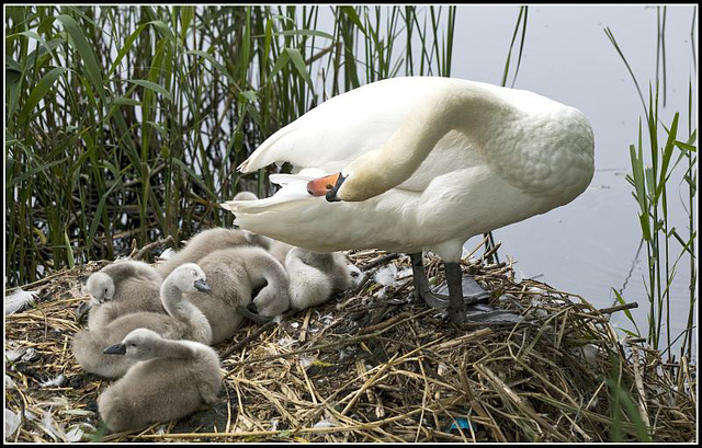 A family of Swans at Fort Brockhurst, Gosport