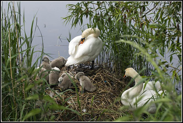 A family of Swans at Fort Brockhurst, Gosport