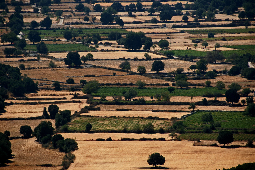 Fields and trees and fields and trees........