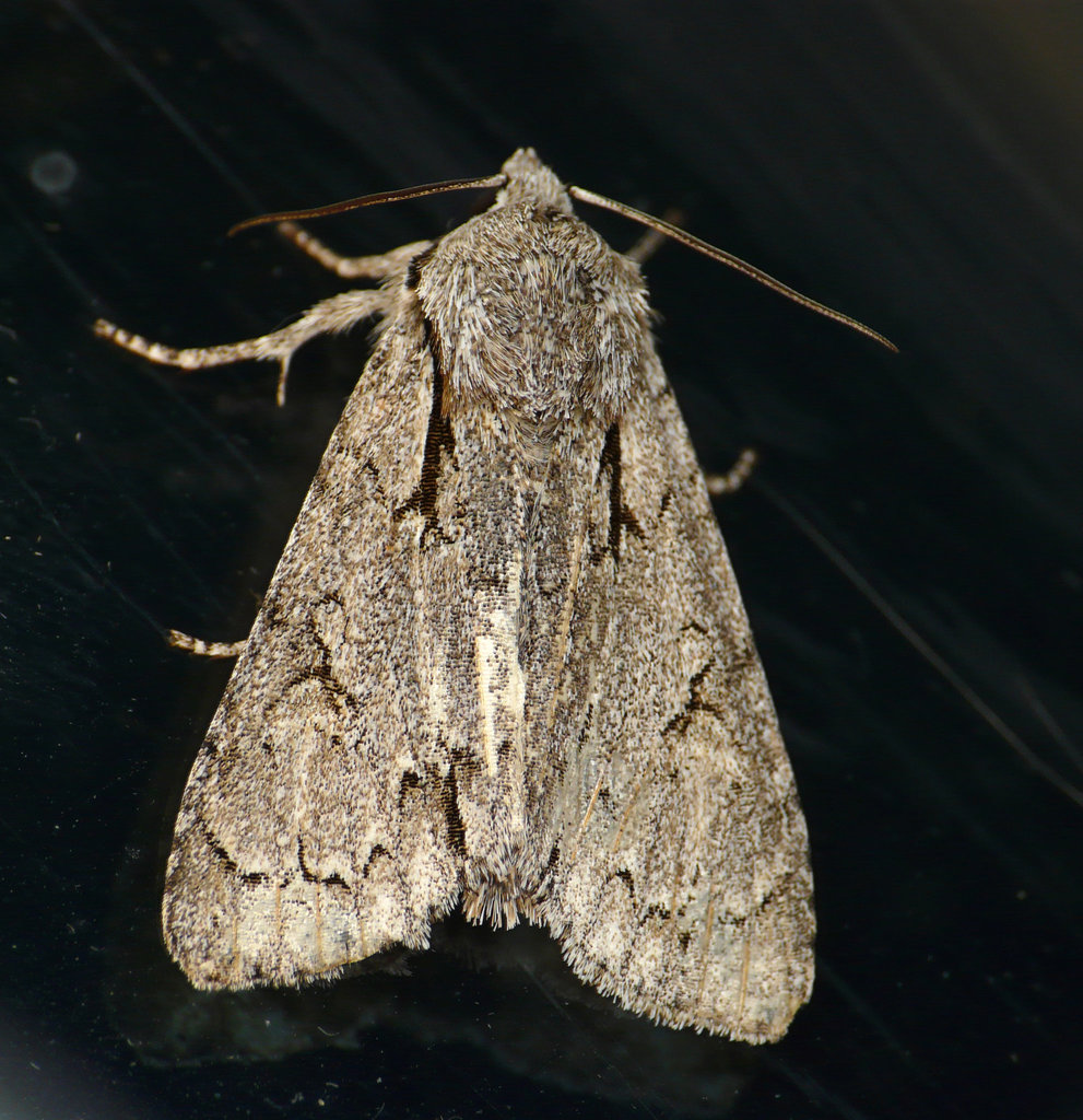 Grey Dagger-Dark Dagger Moth