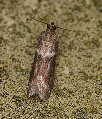 Cryptoblabes bistriga Moth Top