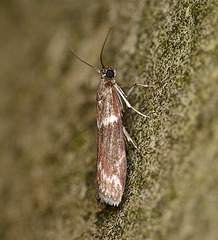 Cryptoblabes bistriga Moth