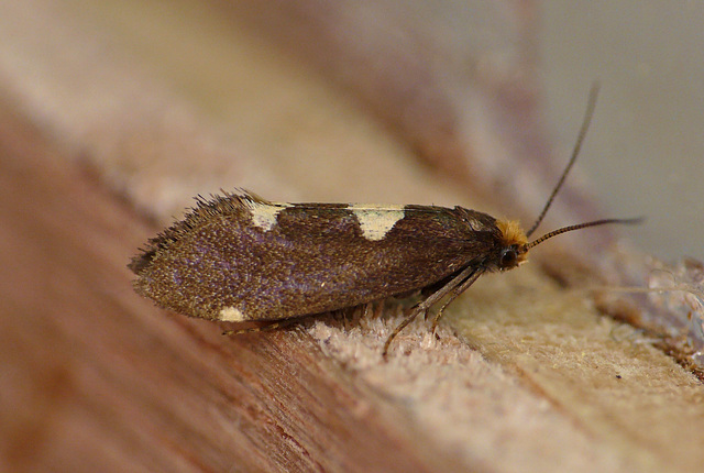 Incurvaria oehlmanniella Moth