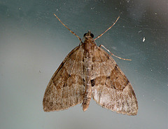 Grey Pine Carpet Moth