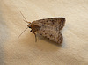 Pale Mottled Willow Moth