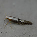 Argyresthia spinosella Moth