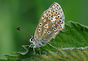 Common Blue Butterfly Female
