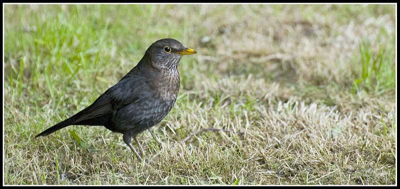 Blackbird in the garden