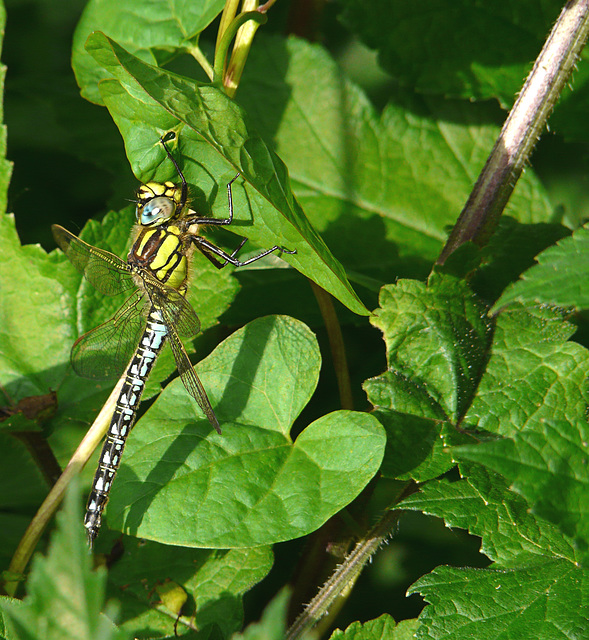 Hairy Dragonfly Male