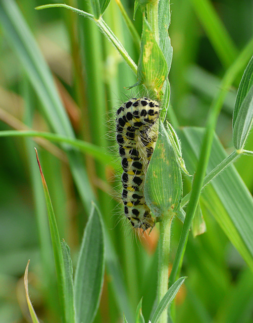 Narrow-bordered Five-spot Burnet Caterpillar