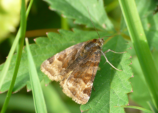 Burnet Companion Moth