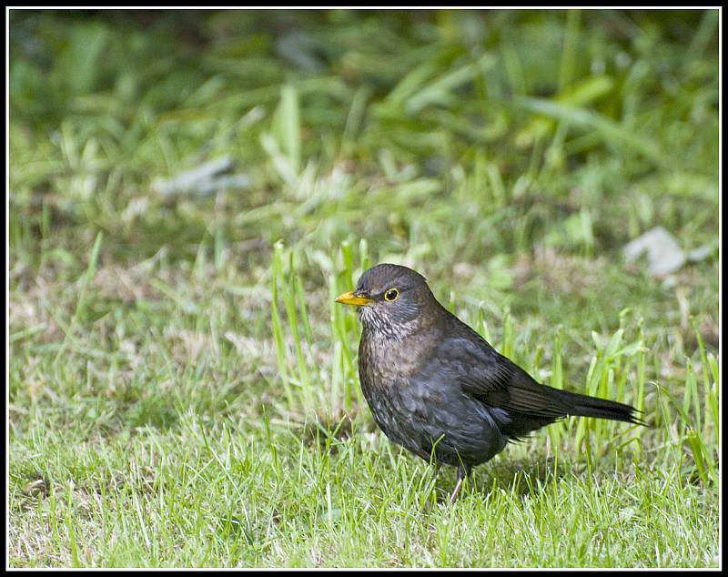 Blackbird in the garden
