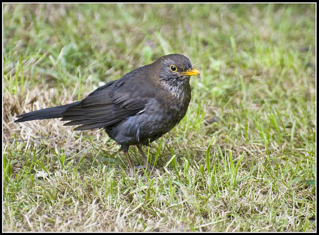 Blackbird in the garden