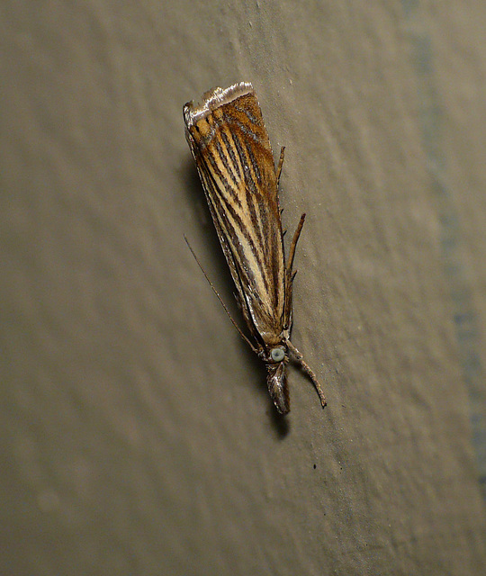 Garden Grass-veneer Moth