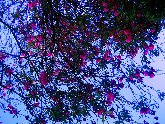 Lisboa, small garden somewhere, lying on the grass (1)