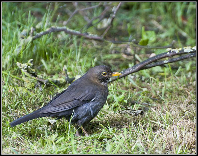 Blackbird in the garden