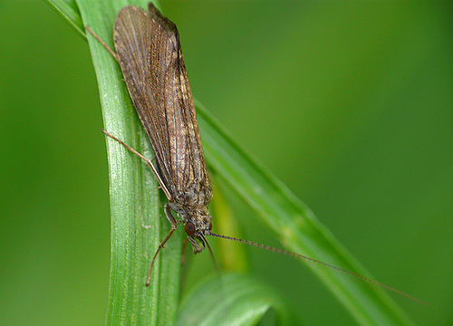 Caddisfly