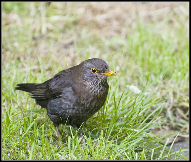 Blackbird in the garden