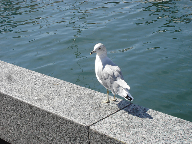 Seagull