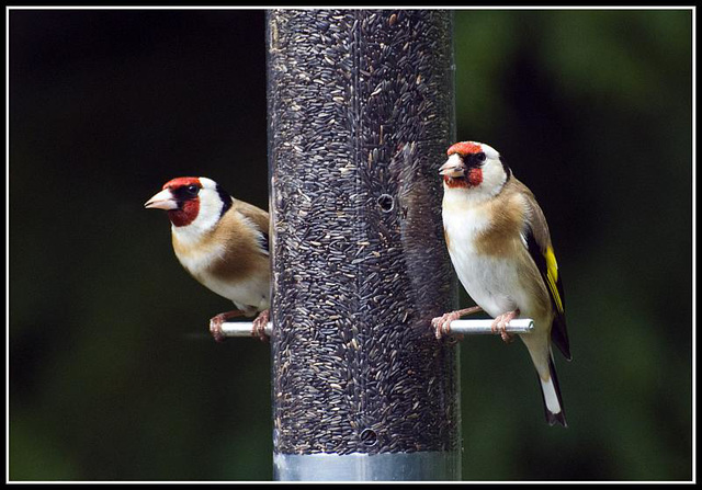 Goldfinches in the garden