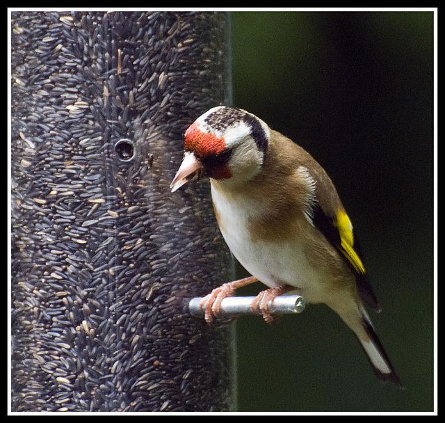 Goldfinch in the garden