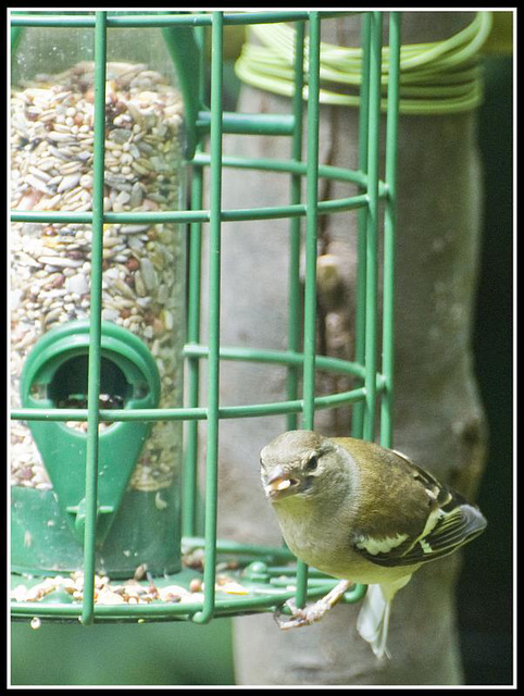 Chaffinch in the garden