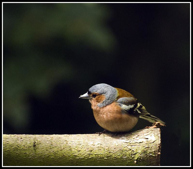 Chaffinch in the garden