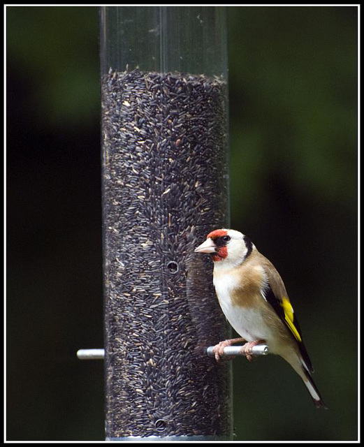 Goldfinch in the garden