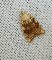 Aleimma loeflingiana Moth