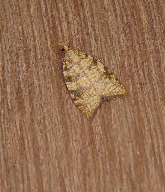 Aleimma loeflingiana Moth