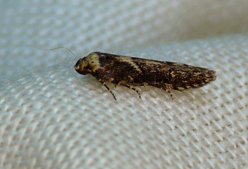 Blastobasis adustella Moth Side