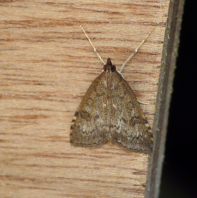 Udea prunalis Moth