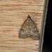 Udea prunalis Moth