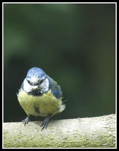 Blue Tit in the garden