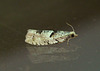 Epinotia bilunana Moth