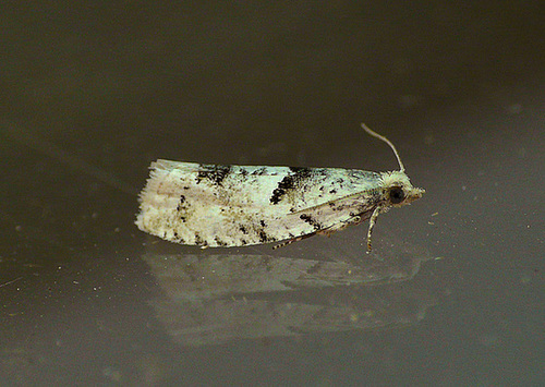 Epinotia bilunana Moth