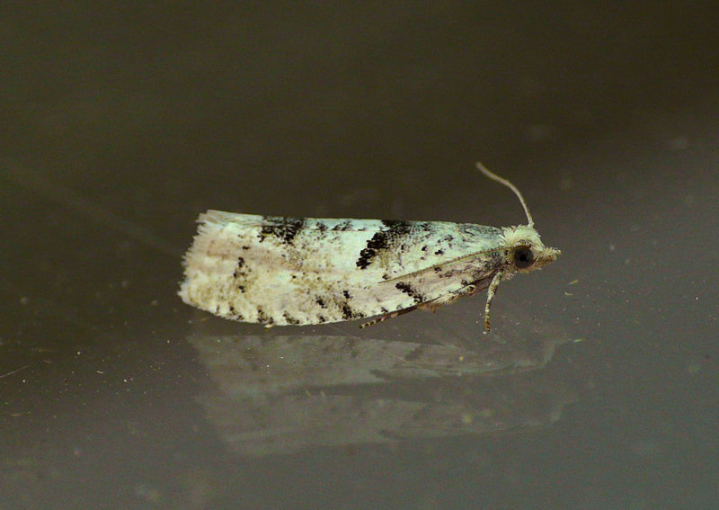 Epinotia bilunana Moth