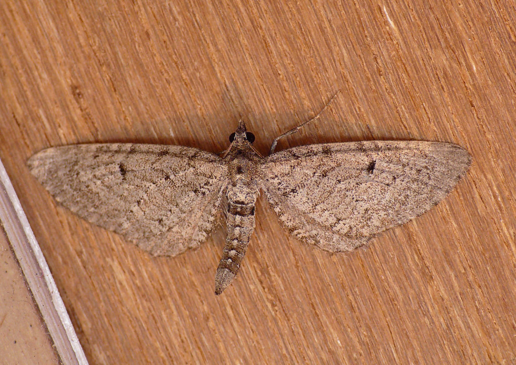 Freyer's Pug