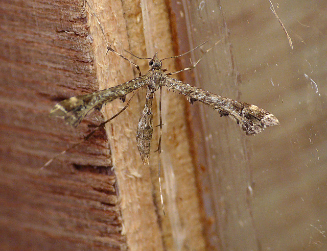 Amblyptilia punctidactyla Moth