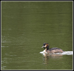 Great Crested Grebe at Lakeside Eastleigh