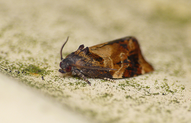 Red-barred Tortrix Moth