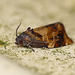 Red-barred Tortrix Moth