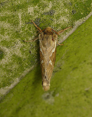 Common Swift Moth