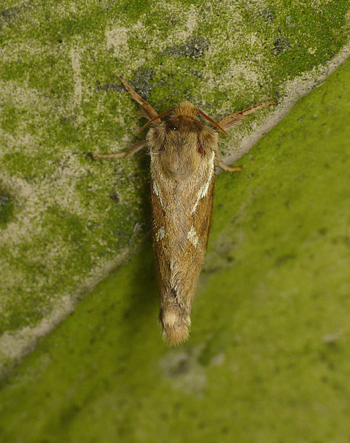 Common Swift Moth