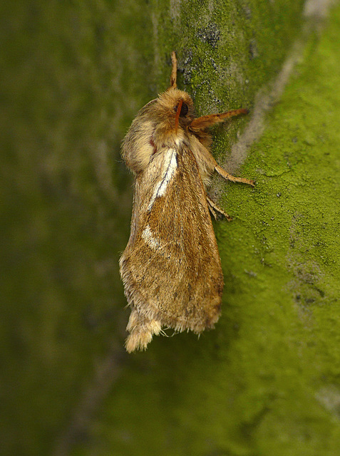 Common Swift Moth