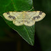 Treble Brown Spot Moth