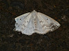 Clouded Silver Moth