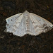Clouded Silver Moth