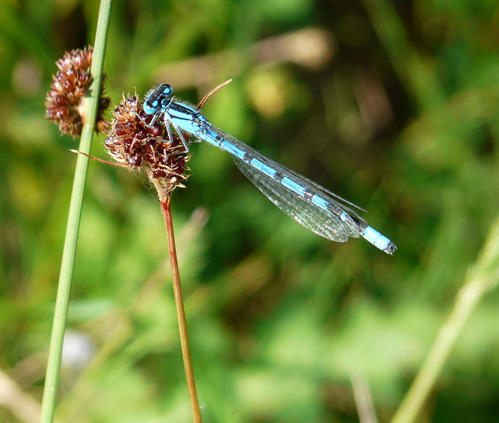 Common Blue Damselfly