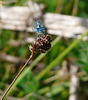 Common Blue Damselfly Face